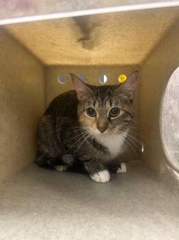 Tigger -  Domestic Long Hair Cat for Adoption in Fruit Heights, Utah - Tigger | PetCurious