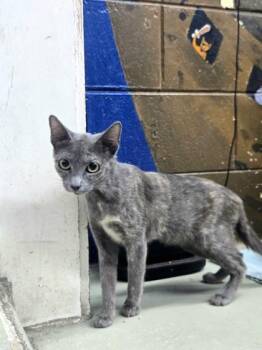 Calamari -  Domestic Short Hair Cat for Adoption in Savannah, Georgia - Calamari | PetCurious