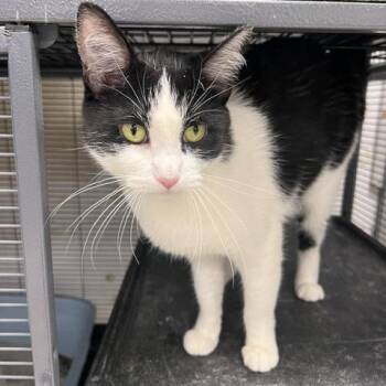 Willow-C -  Domestic Short Hair Cat for Adoption in East St. Louis, Illinois - Willow-C | PetCurious