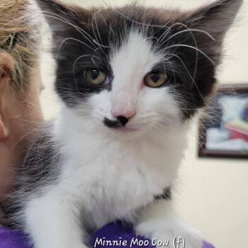 Domestic Medium Hair Cats Available for Adoption in Mazon, Illinois - Minnie Moo Cow | PetCurious
