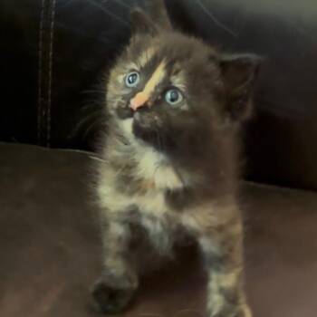 Amaranth -  Domestic Short Hair Cat for Adoption in South Elgin, Illinois - Amaranth | PetCurious