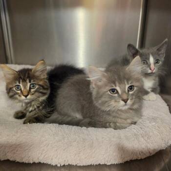 Petrie -  Domestic Medium Hair Cat for Adoption in Tipton, Indiana - Petrie | PetCurious
