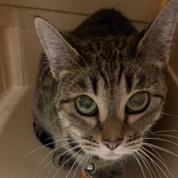 Itty Bitty -  Domestic Short Hair Cat for Adoption in Allentown, Pennsylvania - Itty Bitty | PetCurious