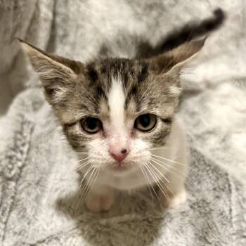 Pepper* -  Domestic Short Hair Cat for Adoption in San Gabriel, California - Pepper* | PetCurious