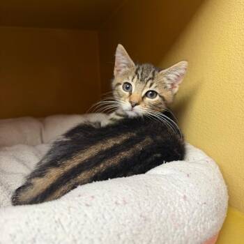 Tim -  Domestic Short Hair Cat for Adoption in Philadelphia, Pennsylvania - Tim | PetCurious