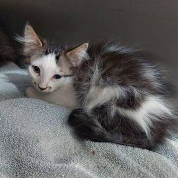 Bonnie -  Domestic Medium Hair Cat for Adoption in Lake Havasu City, Arizona - Bonnie | PetCurious