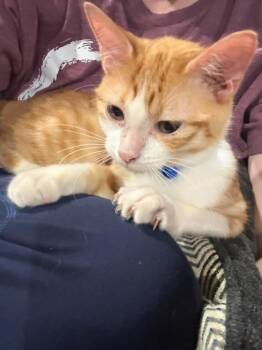 Domestic Short Hair Cats Available for Adoption - Baby | PetCurious