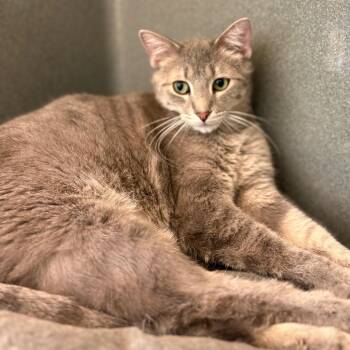 Leon Kennedy -  Domestic Short Hair Cat Available for Adoption in Chicago, Illinois - Leon Kennedy | PetCurious