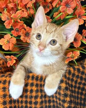 4/19/26 Huckleberry -  Domestic Short Hair Cat for Adoption in Stillwater, Oklahoma - 4/19/26 Huckleberry | PetCurious