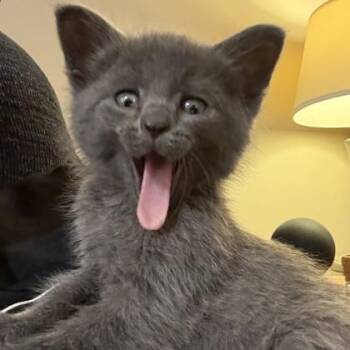 Jack Tripper -  Domestic Short Hair Cat for Adoption in Wheaton, Illinois - Jack Tripper | PetCurious