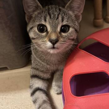 Rescue Domestic Short Hair Cats for Adoption in Mableton, Georgia - Lima Bean & Obie | PetCurious