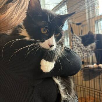 Rescue Domestic Long Hair Cats for Adoption in Huntington, West Virginia - Mikey | PetCurious