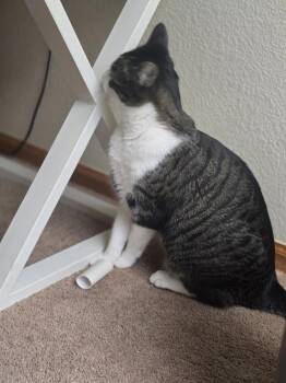 Domestic Short Hair Cats Available for Adoption in Lafayette, Colorado - Sativa | PetCurious