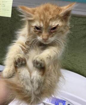 Domestic Short Hair Cats Available for Adoption in Riverside, California - BURRATA | PetCurious