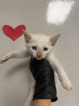 SNOW -  Domestic Short Hair Cat for Adoption in Ontario, California - SNOW | PetCurious