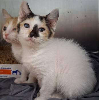 RUKIA -  Domestic Short Hair Cat for Adoption in Fort Walton Beach, Florida - RUKIA | PetCurious