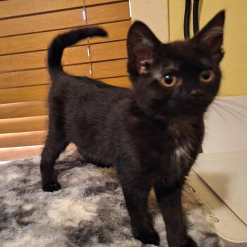 Rescue Domestic Short Hair Cats for Adoption in Kenosha, Wisconsin - Drizzle | PetCurious