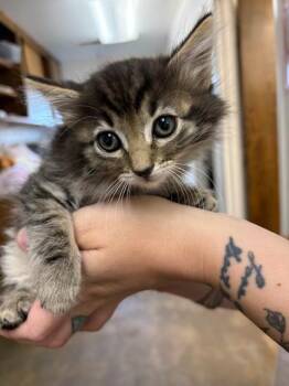 Domestic Medium Hair Cats Available for Adoption in Oakdale, California - Lunar | PetCurious