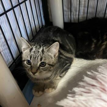 Domestic Short Hair Cats Available for Adoption in Columbus, North Carolina - Thumper | PetCurious