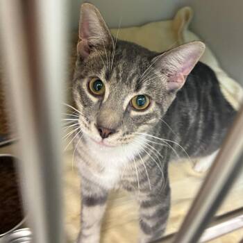 72969 -  Domestic Short Hair Cat for Adoption in Harrisonburg, Virginia - 72969 | PetCurious