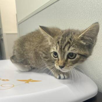 Clark -  Domestic Short Hair Cat for Adoption in Tampa, Florida - Clark | PetCurious