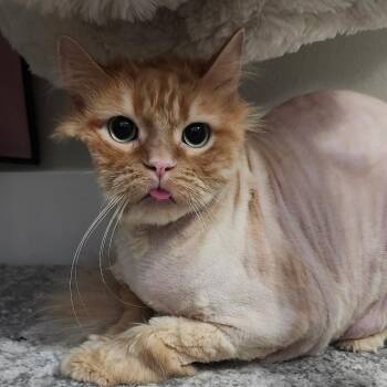 Domestic Long Hair Cats Available for Adoption - Sampson | PetCurious