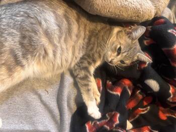Truvy -  Domestic Short Hair Cat for Adoption in Davidson, North Carolina - Truvy | PetCurious