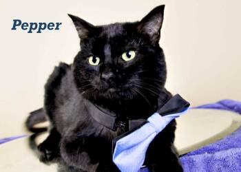 Rescue Domestic Short Hair Cats for Adoption in York, Nebraska - Pepper | PetCurious