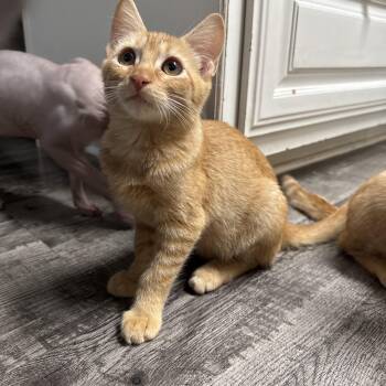 Georgie -  Domestic Short Hair Cat for Adoption in North Richland Hills, Texas - Georgie | PetCurious