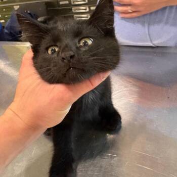 Cove -  Domestic Short Hair Cat for Adoption in West Des Moines, Iowa - Cove | PetCurious