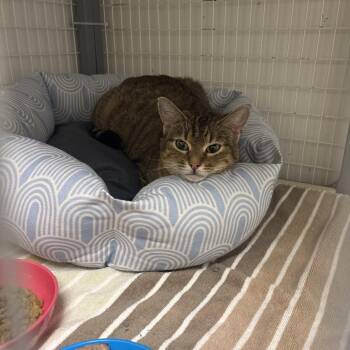 Domestic Short Hair Cats Available for Adoption - Brownie | PetCurious