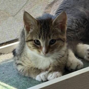 Shirley -  Domestic Short Hair Cat for Adoption - Shirley | PetCurious