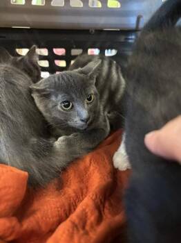 Abbey -  Domestic Short Hair Cat for Adoption in Atlanta, Georgia - Abbey | PetCurious