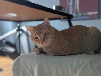 Domestic Short Hair Cats Available for Adoption - Yuri | PetCurious