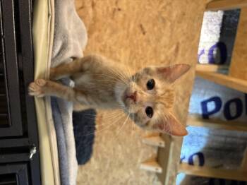 Gilligan -  Domestic Short Hair Cat for Adoption in Sneads Ferry, North Carolina - Gilligan | PetCurious