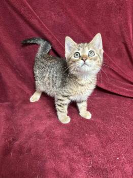 Rescue Domestic Short Hair Cats for Adoption in Waterloo, Iowa - Pecan Pie | PetCurious