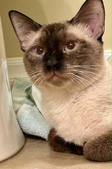 Cosmo Coconino -  Domestic Short Hair Cat for Adoption in Chandler, Arizona - Cosmo Coconino | PetCurious