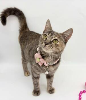 Myska (TINY girl) -  Dilute Tortoiseshell Cat for Adoption in Lucedale, Mississippi - Myska (TINY Girl) | PetCurious