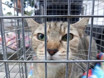 Rescue Domestic Short Hair Cats for Adoption in Fort Lauderdale, Florida - FAYE | PetCurious