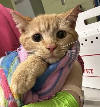 Domestic Short Hair Cats Available for Adoption in Indianapolis, Indiana - BELLE | PetCurious