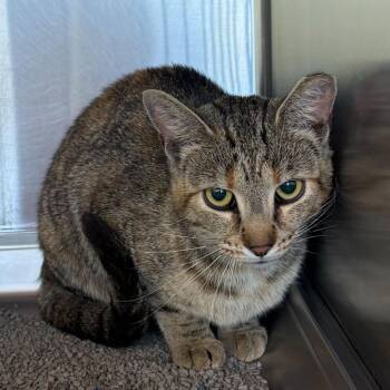 Emiline -  Domestic Short Hair Cat for Adoption in Asheville, North Carolina - Emiline | PetCurious