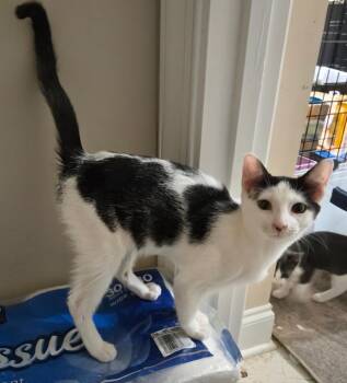Lulu -  Domestic Short Hair Cat for Adoption in Evans, Georgia - Lulu | PetCurious
