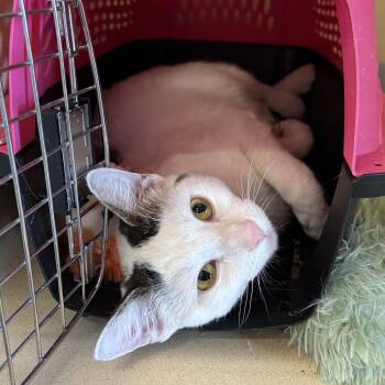 Flavorblast -  Domestic Short Hair Cat for Adoption in Evanston, Illinois - Flavorblast | PetCurious