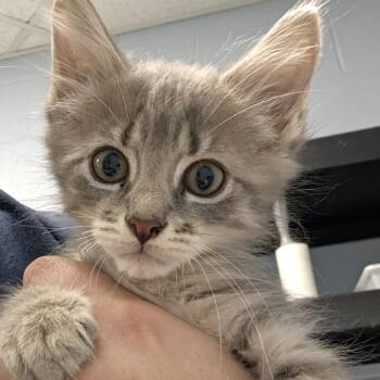 Rattle -  Domestic Medium Hair Cat for Adoption in Indianapolis, Indiana - Rattle | PetCurious