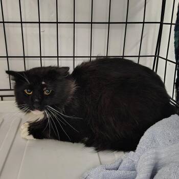 Domestic Long Hair Cats Available for Adoption in Coos Bay, Oregon - Hatchet | PetCurious