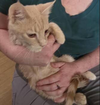 Custard -  Domestic Short Hair Cat for Adoption in Cincinnati, Ohio - Custard | PetCurious