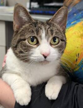 Domestic Short Hair Cats Available for Adoption in Canfield, Ohio - CRAY | PetCurious