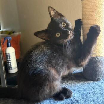 Figero -  Domestic Short Hair Cat for Adoption in Long Beach, California - Figero | PetCurious