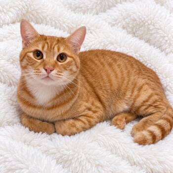 Freeway Cutie Org Tabby -  Domestic Short Hair Cat for Adoption in Glendora, California - Freeway Cutie Org Tabby | PetCurious