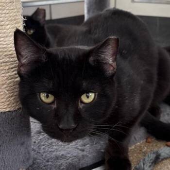 Domestic Short Hair Cats Available for Adoption in Middletown, Rhode Island - Frosted Mini Wheat | PetCurious